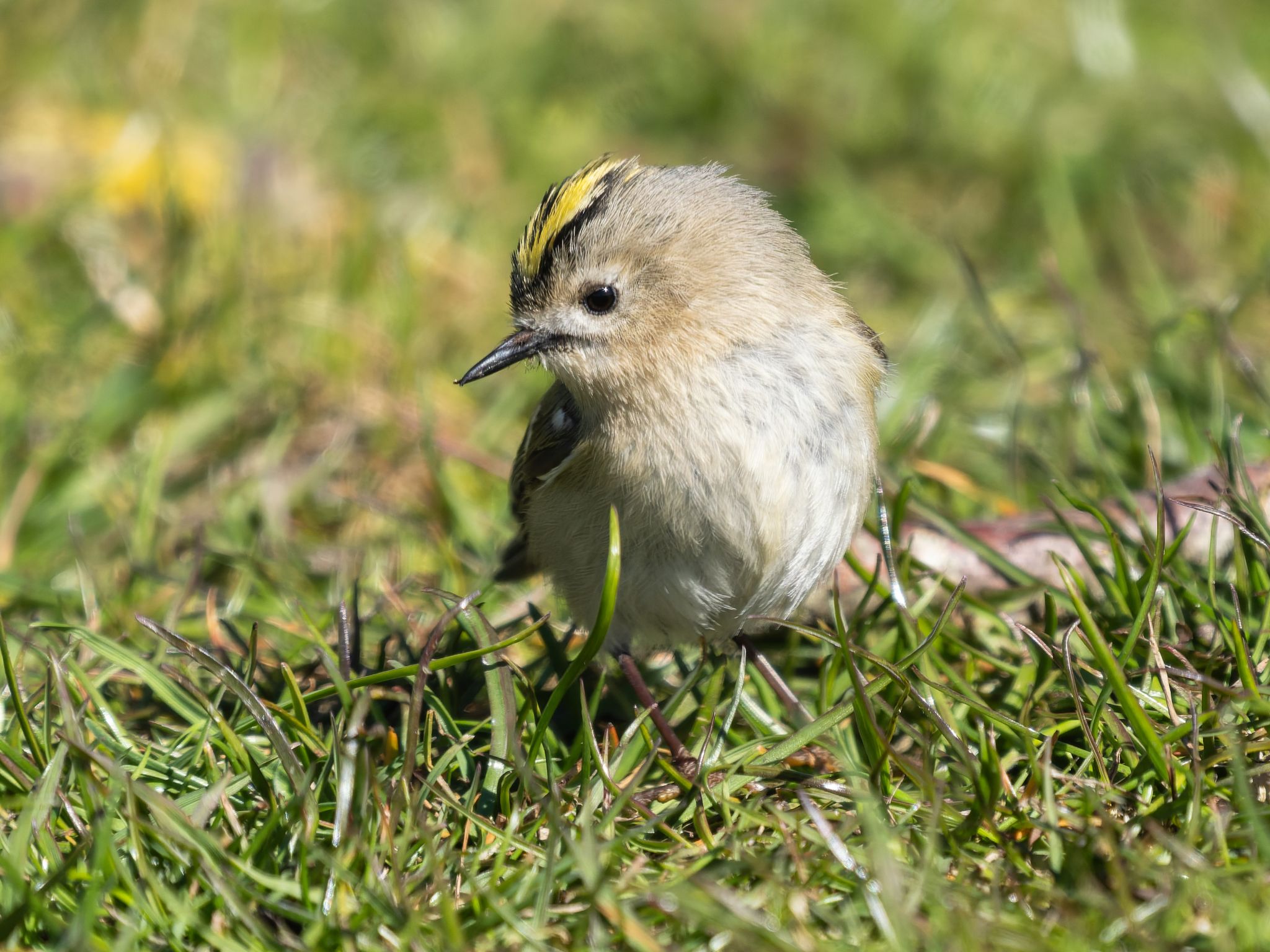 354 260424 1540 H  1HR0244 DxO DeepPRIME 3